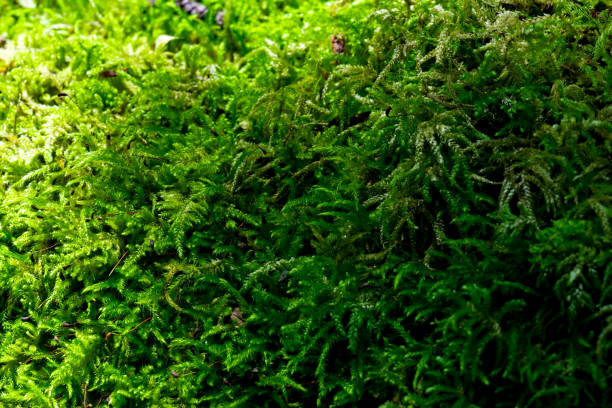 istock Boxwood Forest. Rize - Turkey 907617456