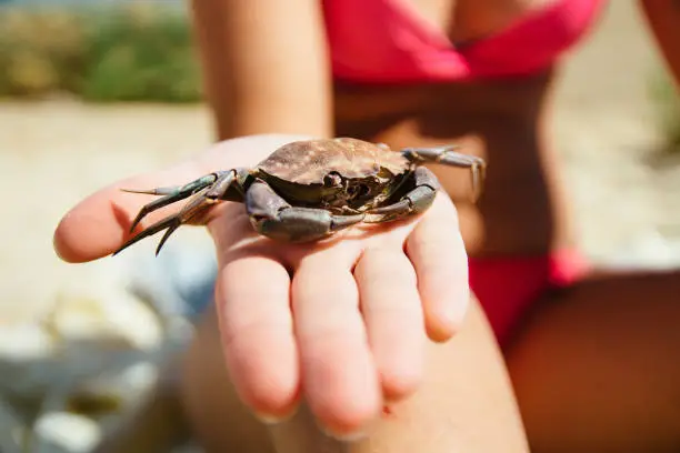 Photo of A died crab shell found on the beach and held in hand, by a woman wearing bikinis on the beach of Fuseta, Portugal.