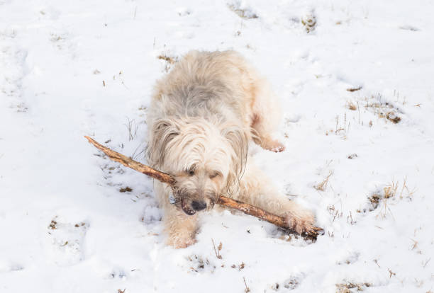 istock Happy dog playing in the snow 907618206