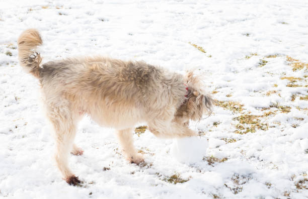 istock Happy dog playing in the snow 907621048