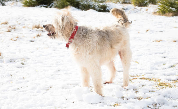 istock Happy dog playing in the snow 907621088