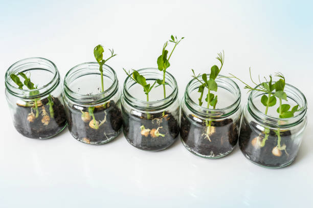 istock GMO plants in biological laboratory 907621352