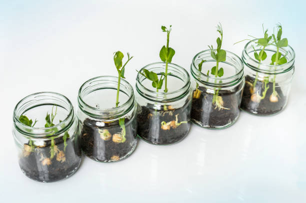 istock GMO plants in biological laboratory 907621880