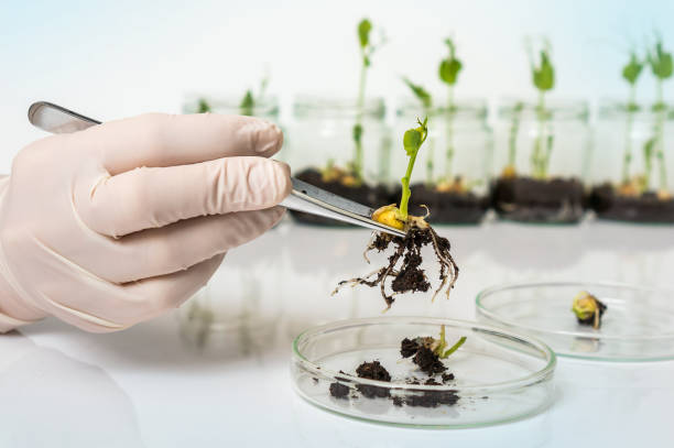 istock Scientist testing GMO plant in biological laboratory 907626292