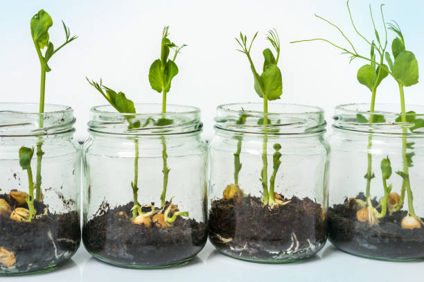istock GMO plants in biological laboratory 907626382