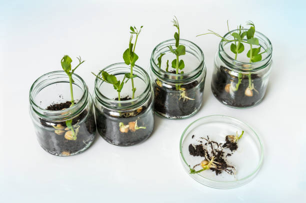 istock GMO plants in biological laboratory 907626634