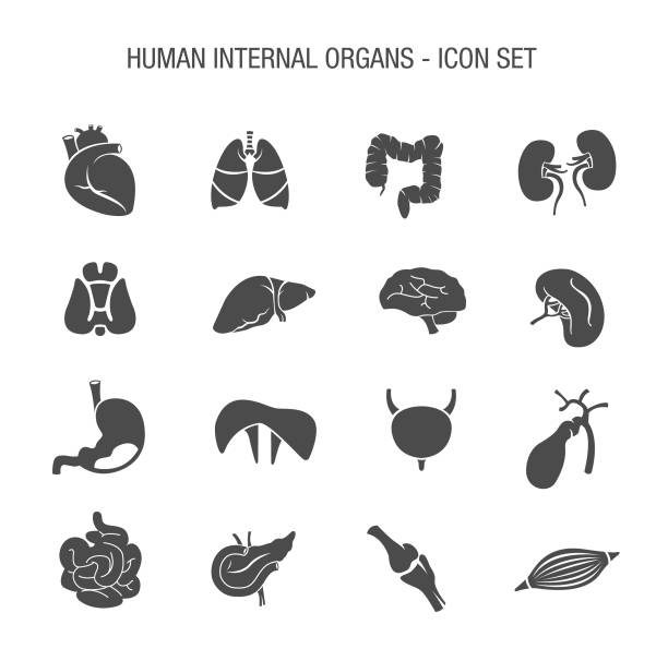 Human Internal Organs Icon Set vector art illustration