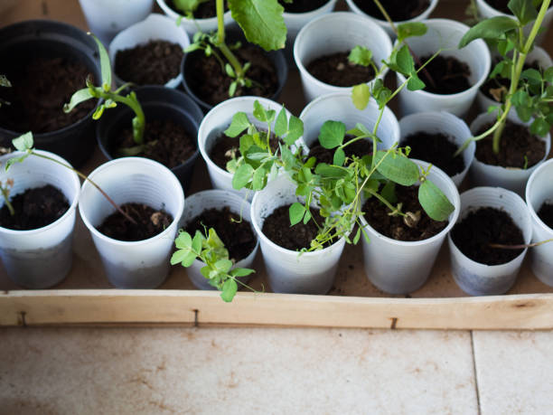 istock Home garden plants in plastic glasses 907628106