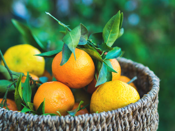 istock Italian fresh tangerines in a basket 907632812