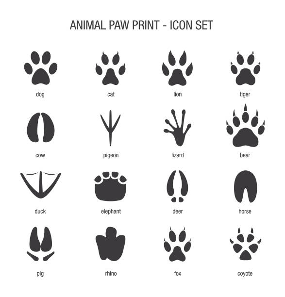 동물 발 인쇄 아이콘 세트 - paw print 이미지 stock illustrations