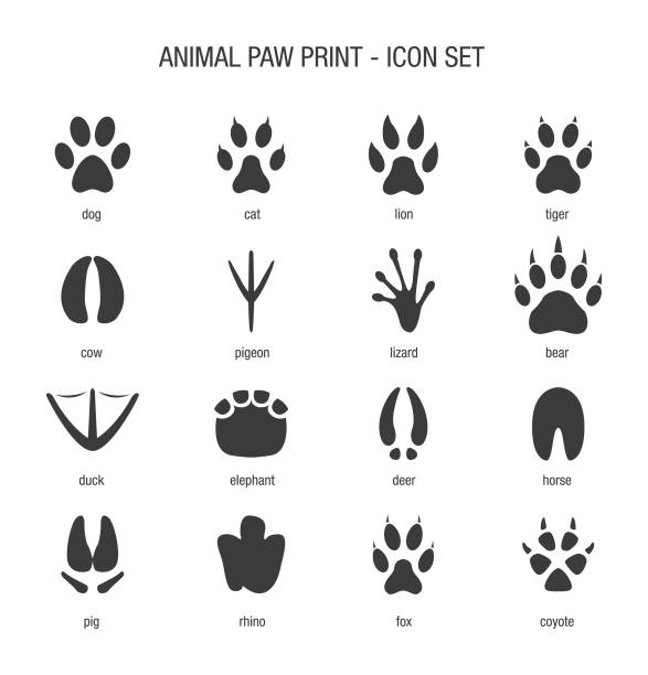 ilustrações, clipart, desenhos animados e ícones de conjunto de ícone de impressão animal pata - footprint track paw print