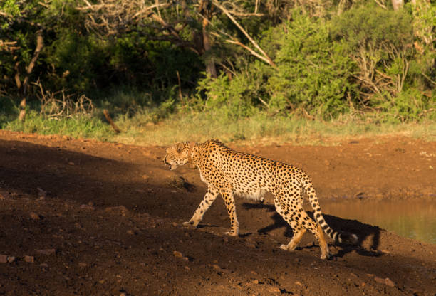 istock African Cheetah Prowling 907639308