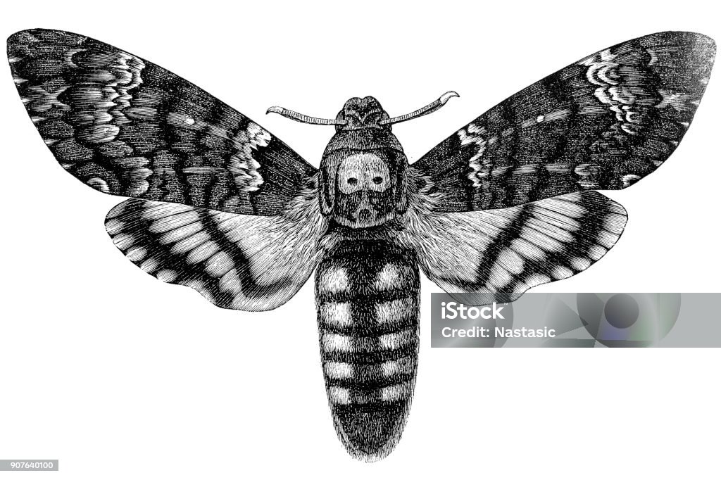 Acherontia atropos (African death's head hawkmoth) Illustration of a Acherontia atropos (African death's head hawkmoth) Engraving stock illustration