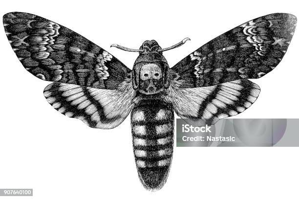 Acherontia Atropos Stock Illustration - Download Image Now - Engraving, Moth, Death