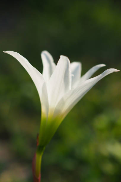 White lilies in a garden