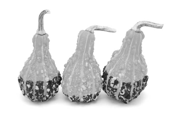 Three pear-shaped ornamental gourds with large warty lumps and bold stripes, isolated on a white background - monochrome processing