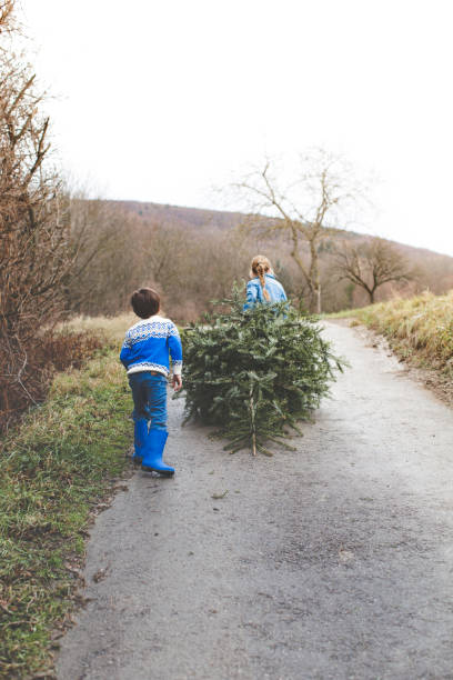 istock cool brother and sister are pulling an old christmas tree for knut 907648748