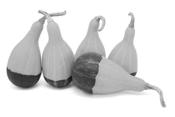 Still Life of Ornamental Pumpkins & Gourds captured in black and white
