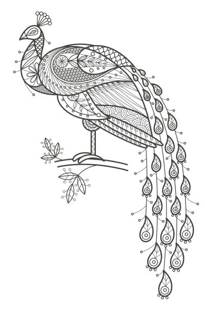 Adult Coloring - peacock. Vector illustration decorative bird peacock on white background. Fashion trend of adult coloration. Bird peacock with elements oriental motif. Black and white bird peacock. Modern vector design. coloring book page illlustration technique illustrations stock illustrations
