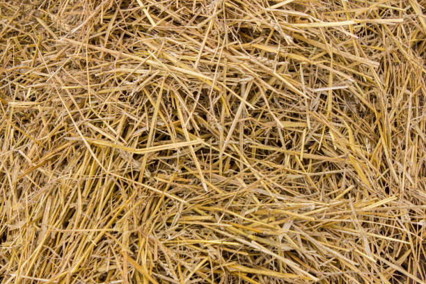 istock Straw, dry straw, straw texture background. abstract natural for background 907652468