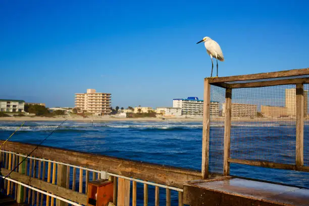 Daytona Beach in Florida shore from pier and sea bird USA