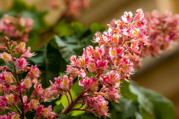 istock Blooming horse chestnut. Closeup 907656878