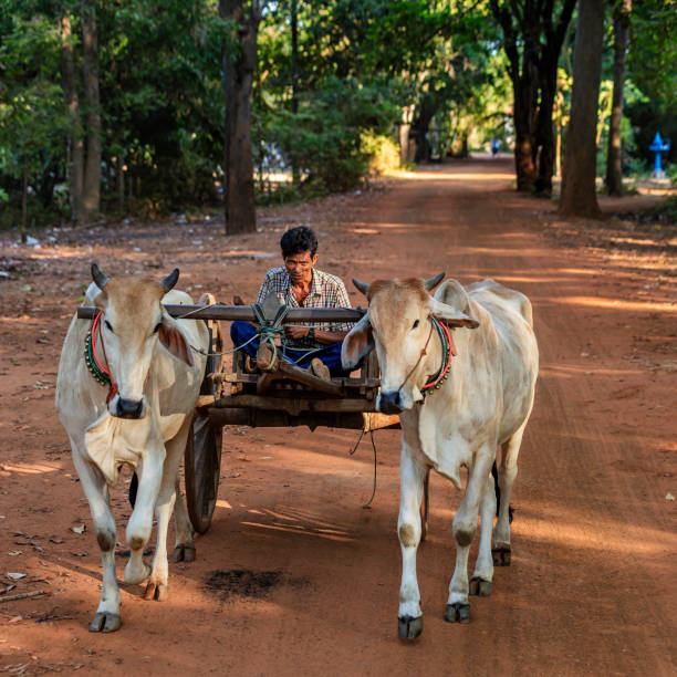 Cambodian man riding ox cart in village near Siem Reap, Cambodia