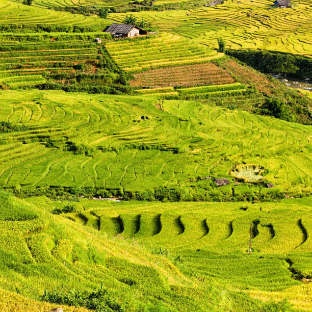 Rice fields near Sapa town in North Vietnam. Sapa is an old French hill station, nestled among the Hoang Lien Son Mountains near the Chinese border. Sapa is major tourist destination in Vietnam.
