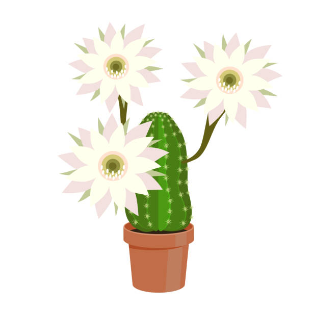 ilustraciones, imágenes clip art, dibujos animados e iconos de stock de cactus de la ilustración del vector. - southwest usa frame mexican culture pattern