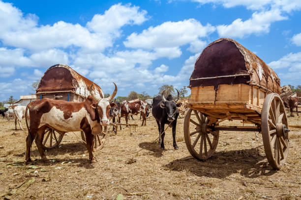 istock Zebu market in Madagascar 907666748