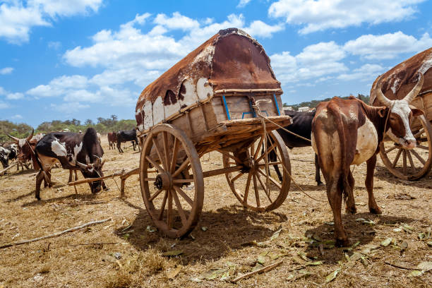 istock Zebu market in Madagascar 907666754