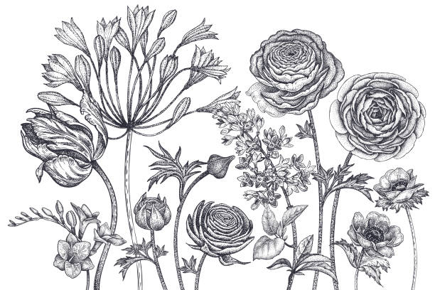 ilustrações, clipart, desenhos animados e ícones de cartão com flores vintage da primavera. - ranunculus asiaticus