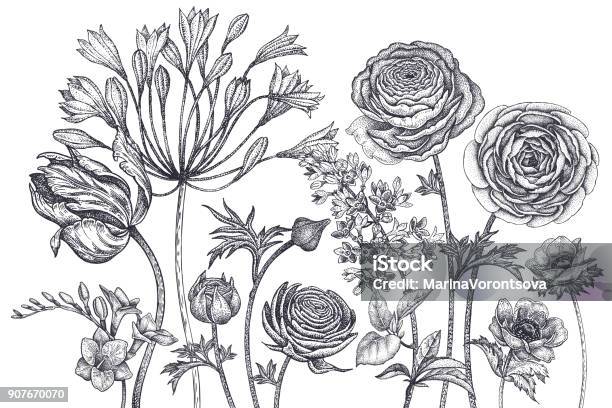 Card With Vintage Spring Flowers Stock Illustration - Download Image Now - Ranunculus, Engraving, Tulip