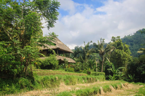istock Balinese Rice Fields and Village 907671392