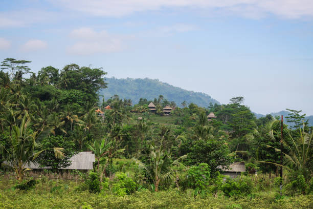 istock Balinese Tropical Jungle Lands 907671582