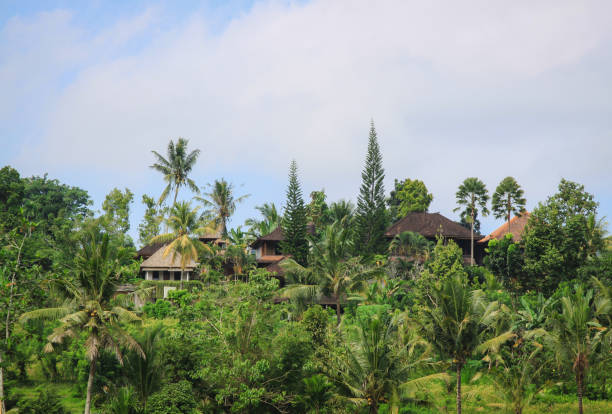 istock Balinese Tropical Jungle Lands 907671598