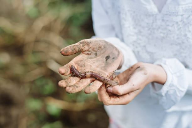 istock Young Girl Learning and Playing With An Earthworms in Her Kitchen Garden. 907671752