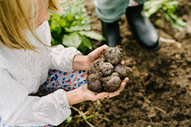 freshly picked vegetables from the garden - young potatoes imagens e fotografias de stock