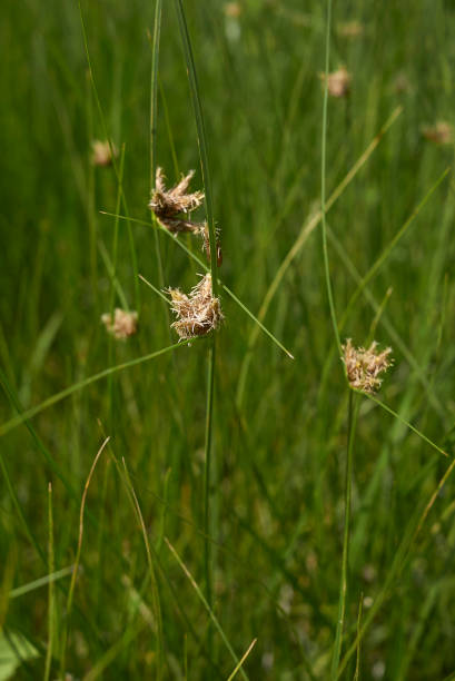 istock Schoenoplectus pungens 907676296