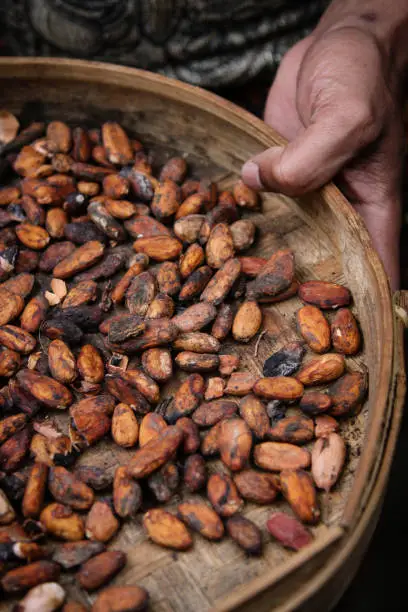 Photo of Fresh Cacao Beans