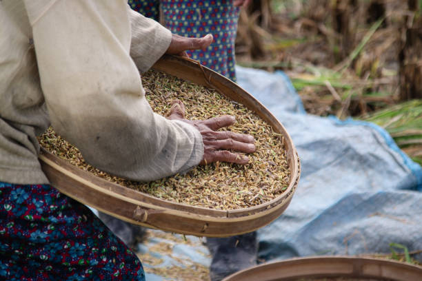 istock Balinese Farmer on Rice Paddy Field 907687000