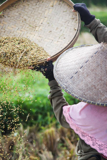 istock Balinese Farmer on Rice Paddy Field 907687044