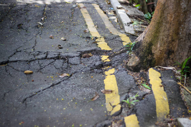 urban street with yellow marking broken by tree