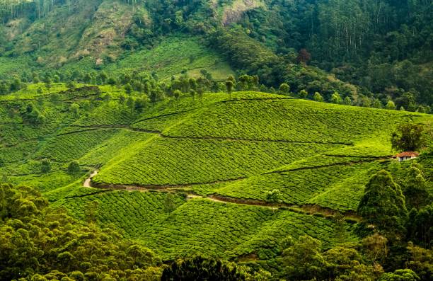 istock Beautiful lush green mountain landscape 907692782