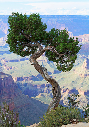 Single gnarled tree at the edge of a cliff overlooking a canyon