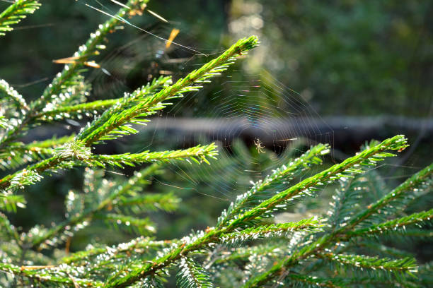 istock Spider's web in the early morning 907697878