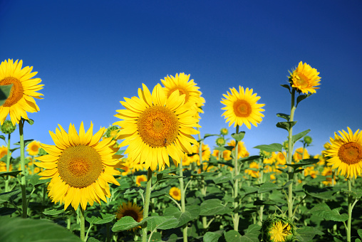 sunflowers at the field in summer