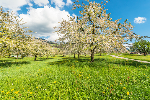 A bright joyful day in the spring in the garden. Fruit trees in full bloom. Magnificent atmosphere awakening nature.