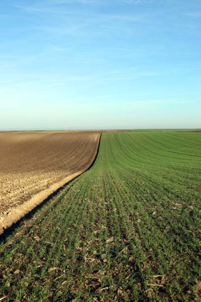 istock plowed and green wheat field agriculture 907716608