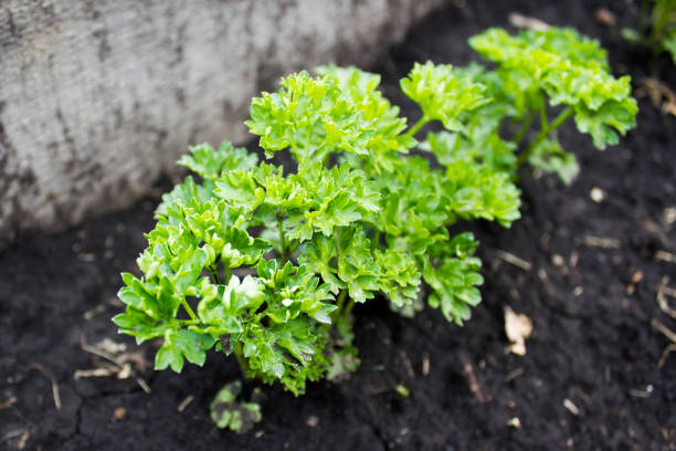 Parsley leaves grow in the garden stock photo